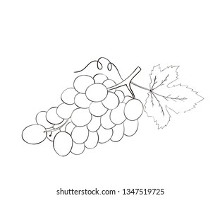 Coloring book Vector hand drawn grape. Decorative cartoon style product restaurant menu, market label