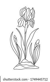 Coloring book with wild flowers for adults and children. Linear drawing of iris flowers in the ground. Coloring page beautiful flowers. Line art in vector coloring book