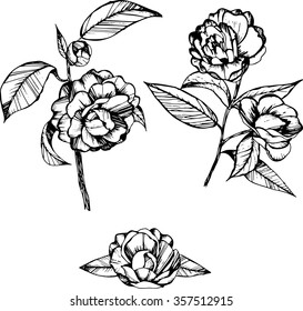 coloring books for children and adults, black and white, ink, pen capillary, handmade, camellia, leaves, flowers, buds, pattern, branch with flowers, individual items for your use.