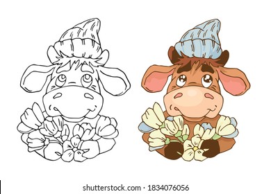 Coloring. A bull in a funny knitted hat with snowdrops. Colorless and colored illustrations in a flat style. Vector.