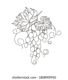 Coloring. A bunch of white grapes and a black outline. Drawing isolated on a white background. Stock vector illustration.	