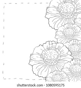 coloring card  tsiniya flower marigolds  vector illustration