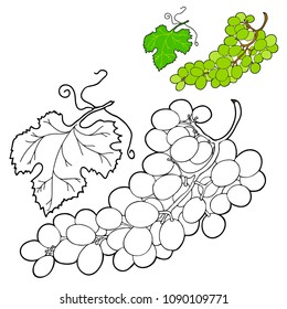 Coloring for children. Fruit. A bunch of green grapes with a leaf. Hand drawn. Black and white vector illustration.