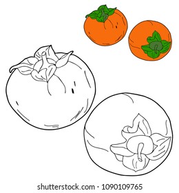Coloring for children. Fruit. Persimmon. Hand drawn. Black and white vector illustration.