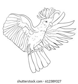 Coloring of Cockatoo is flying.  Vector illustration