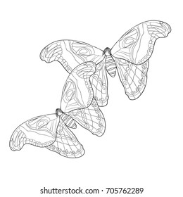 coloring couple Butterfly Attacus Atlas peacock eye vector illustration