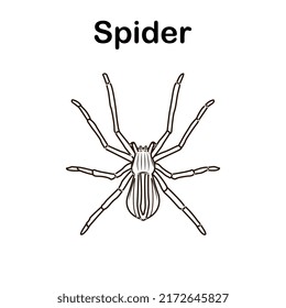 dibujo coloreado dibujo dibujo dibujo araña en blanco y negro