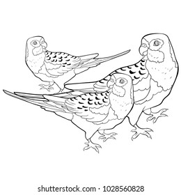 coloring exotic tropics family parrot roseella  vector illustration