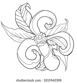 coloring with  Florida dogwood flower with leaves.  vector illustration
