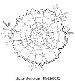 coloring flower Chrysanthemum keeled Masquerade with leaves  vector illustration