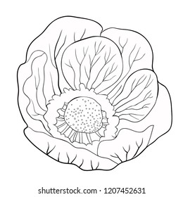 the coloring flower  japanese anemone vector illustration