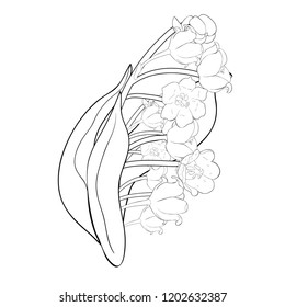 coloring flower lily of the valley vector illustration