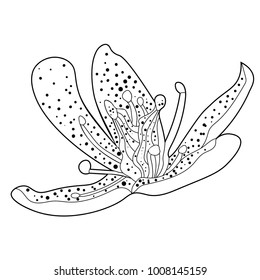 coloring flower of the Saxifrage urbrosa on side  vector illustration