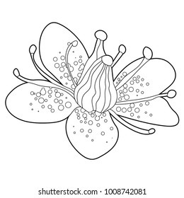 coloring flower of Saxifrage urbrosa  vector illustration