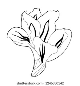 coloring is a gladiolus flower natural vector illustration