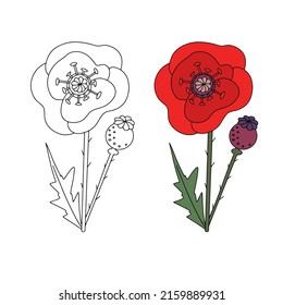Colores de líneas dibujadas a mano de una amapola y color de la amapola, por ejemplo. Elementos naturales vectoriales para el diseño