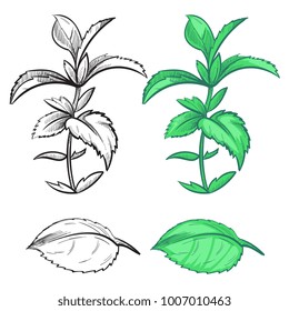 Coloring hand drawn mint plant and leaf with colorful samples. Herb mint plant, green spice leaf, vector illustration