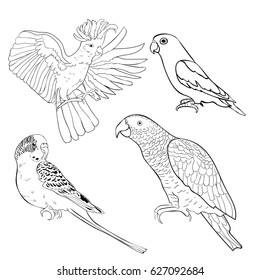coloring Jaco, Lovebird, wavy parrot kakadu set Vector illustration

