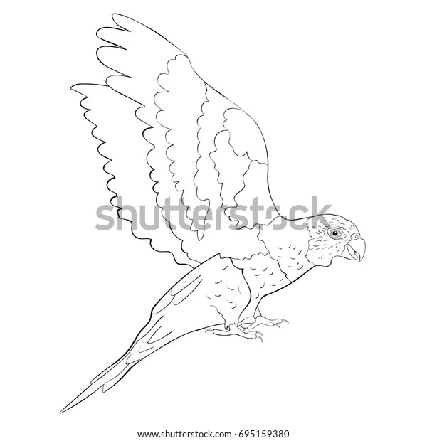 Rainbow Lorikeet Coloring Pages Coloring Pages