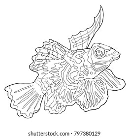 coloring  Mandarin fish Chinese perch vector illustration
