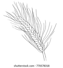 coloring mature of wheat close vector illustration