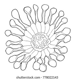 coloring the osteospermum a tropical flower  vector illustration