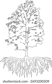 Coloring page with abstract deciduous tree with root system for landscape design in realistic cartoon style isolated on white background