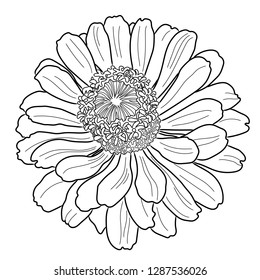 Coloring page for adult coloring book. Zinnia flower. Floral colouring picture. Freehand doodle sketch.