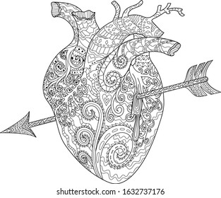 Coloring page for adults with human patterned heart with arrow in zentangle style. Vector coloring book