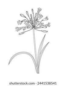 Coloring page for adults. Line art coloring activity. Beautiful hand-drawn flower.  Mindful coloring for stress relief. Vector illustration