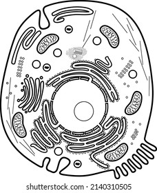 Coloring page with animal cell structure. Educational material for biology lesson