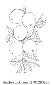 Coloring page with apple tree branch