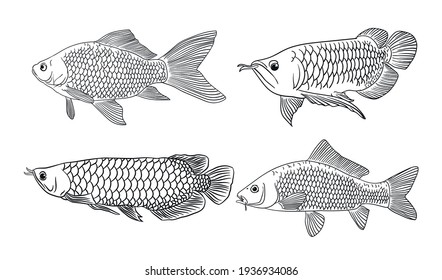 Página de coloreado de los peces arowana y tilapia. Dibujo de sketch a mano libre para libro de colorear antiestrés adulto en el estilo zentangle.