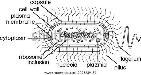 Coloring Page Bacterial Cell Structure Prokaryotic Stock Vector ...