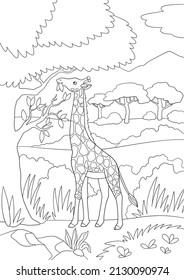 Coloring page. Big spotted giraffe with long neck stands and eats leaves.