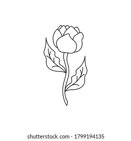 Coloring page book doodle poppy or tulip or peony with leaf, grass. Outline hand drawing flower isolated on white. Sketch vector stock illustration. EPS 10