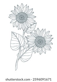 Coloring page in botanical style featuring a sunflower. Black and white illustration coloring page. 