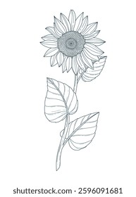 Dibujo para colorear en estilo botánico con hermosos girasoles. Dibujo para colorear de ilustración en blanco y negro.