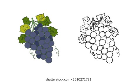 Página de coloração de um cacho de uvas azuis - ilustração de cor vetorial, contorno preto no branco e exemplo de coloração