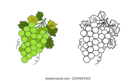 Colorir página cacho de uvas brancas, verdes - ilustração de cor vetorial, contorno preto em branco e exemplo de coloração