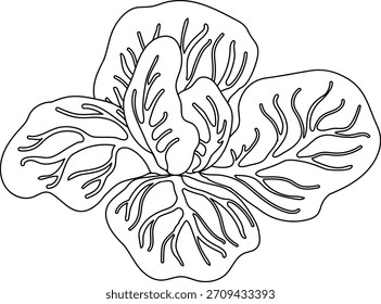 Dibujo para colorear con repollo aislado sobre fondo blanco