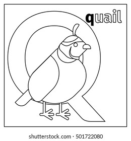 Coloring page or card for kids with English animals zoo alphabet. Quail, letter Q vector illustration