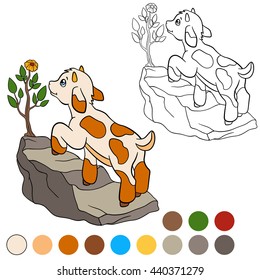 Coloring page. Color me: goat. Little cute baby goat stands on the rock and looks at the flower. 