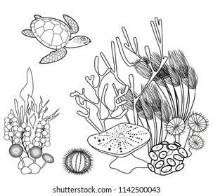 Coloring page. Coral reef with turtle and other marine animals