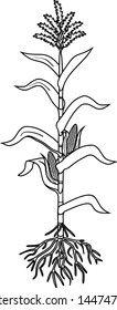 Coloring page with corn (maize) plant with leaves, root system, ripe fruits isolated on white background