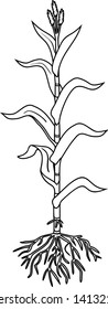 Coloring page with corn  plant with leaves, root system and male flowers isolated on white background