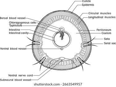 Dibujo para colorear con sección transversal de lombriz de tierra. Diagrama de anatomía interna de lombrices de tierra para lecciones de biología