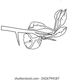Coloring page cute leaf caterpillar cocoon on a branch. Vector illustration.