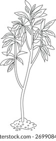  Coloring page with deciduous tree isolated on white background