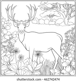 Coloring page with deer in forest. Coloring book for adult and older children. Vector illustration. Outline drawing. 